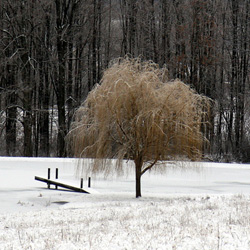 Tree by Pond by Dan Neuberger