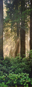 Del Norte Redwoods by Phyllis Thompson