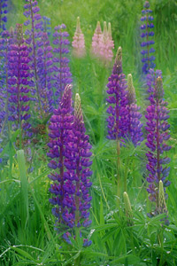 Lupines - Woodstock, VT by Phyllis Thompson