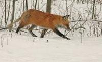 Fox Hunting by Joe Woody