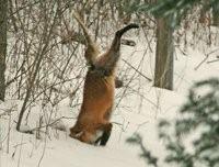 Fox Hunting 2 by Joe Woody