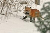 Fox Hunting 3 by Joe Woody