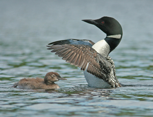Loon Wing Flap with Chick by Joe Woody