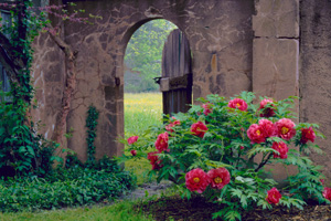 Garden Gate by Phyllis Thompson