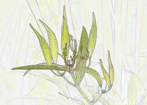 Flowering Oak 2 by Susan Kaye