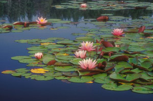 Lily Pads 1 by Phyllis Thompson