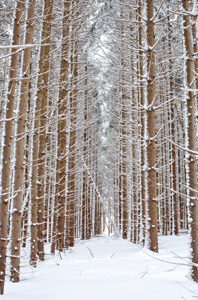 Winter Pines by David Kotok