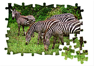 Puzzled Zebras by Bev Cronkite