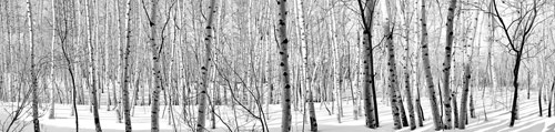 A Stand of Birches by George Wallace