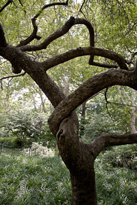 Tree in Central Park by Larry Merrill
