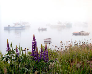 Lupine and Boats with Fog by Gary Thompson