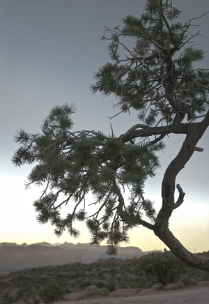 Tree at Dawn - Captial Reef