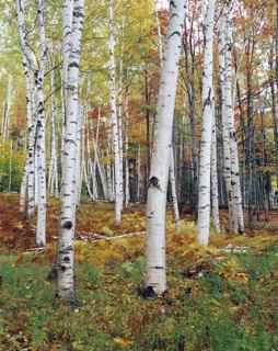 Birches at Mt. Washington by Gary Thompson
