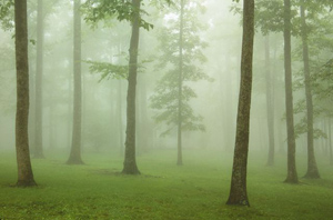 Trees in Fog by Gary Thompson