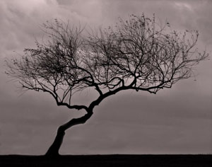 Hamlin Tree by Richard Engelbrecht