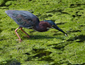 Green Heron by Peter Marr