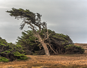 Prevailing winds at Bodega Bay by Carl Crumley