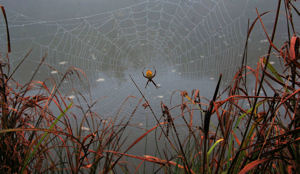 Black and Yellow Garden Spider by Andrew Kettles