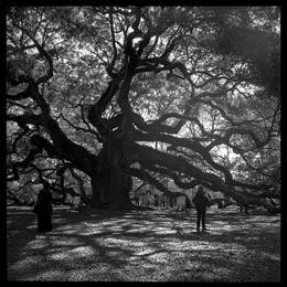 Angel Oak Standing by Steve Tryon