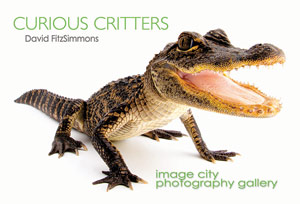 Curious Critters Showcard - FitzSimmons