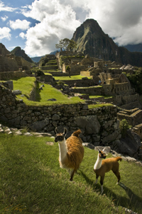 Machu Picchu Llama Mom and Baby by Ted Tatarzyn