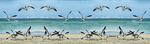 Seagulls Symmetrical by Paul Drew Drushler