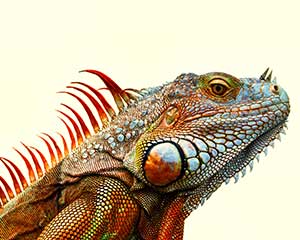 Green Iguana in Full Colors by Clyde Comstock