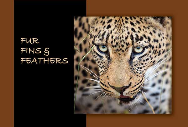 Fur, Fin, and Feathers Show Card