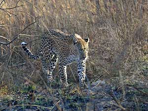 Stalking Leopard by Joel Krenis