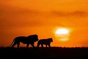 Lion Pairs at Sunrise by Gary Paige