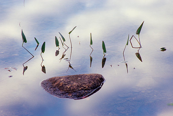 Picklerel Weed Reflection by Phyllis Thompson