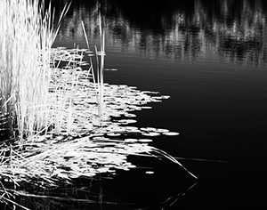 Pond Lillies in Infrared by Carl Crumley