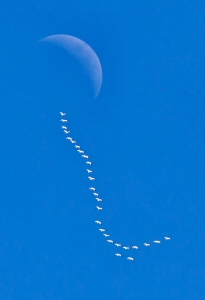 Snow Geese to the Moon by Peter Blackwood
