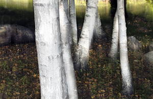 Birch Trees by Luann Pero