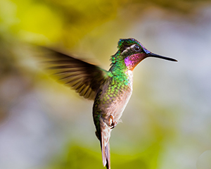 Purple-throated Mountain Gem Hummingbird by Clyde Comstock