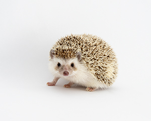Hedgehog by Carl Crumley