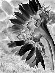 Sunflower by Luanne Pero