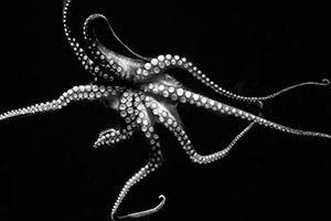Octopus by Joel Krenis