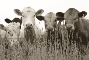 Cow Gang by Peter Blackwood