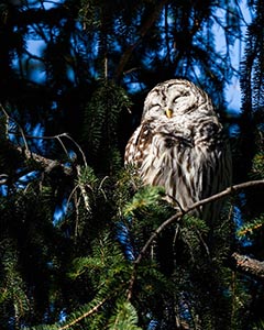 Barred Owl by Clyde Comstock
