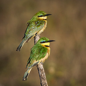 Little Bee Eaters by Dick Beery