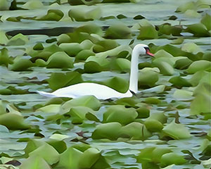 Swan Song by Mark Bangs