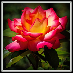 Maplewood Rose by Bonnie Gamache