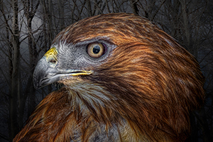 Hawkmoon by Tom Kredo
