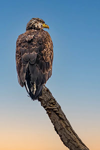 Proudly Perched by Marie Costanza