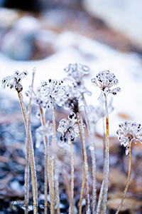 Ice Flowers by Cathy Fraser