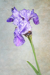 Amethyst Morning by Marie Costanza