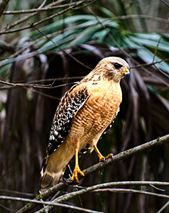 Red Shouldered Hawk by Dick Beery