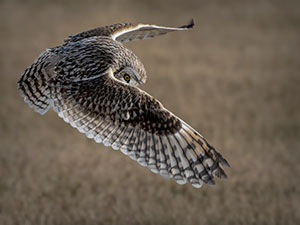 Shy Owl by Tom Kredo