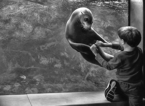 The Seal by Boris Keller